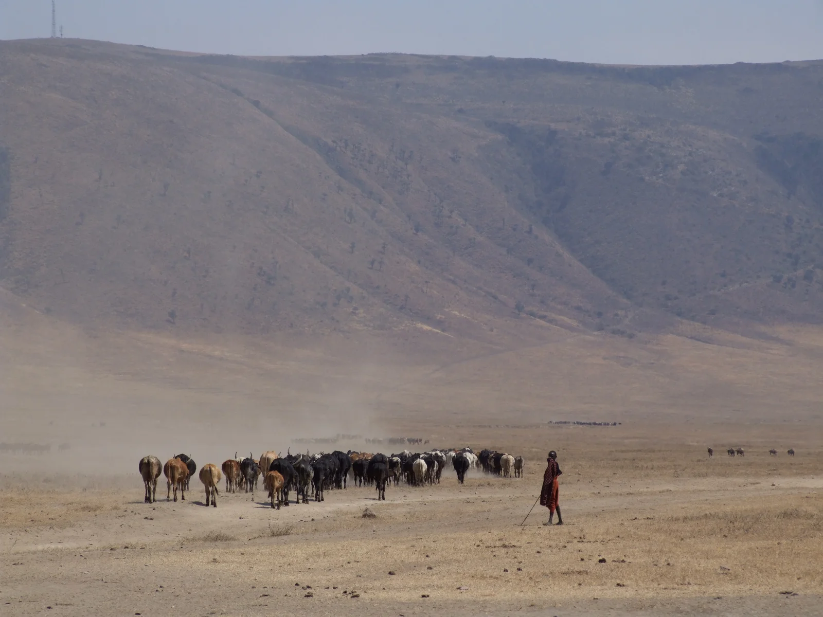 Berger Maasai avec du bétail traversant la plaine volcanique aride près du lac Natron, avec l'Ol Doinyo Lengai en arrière-plan