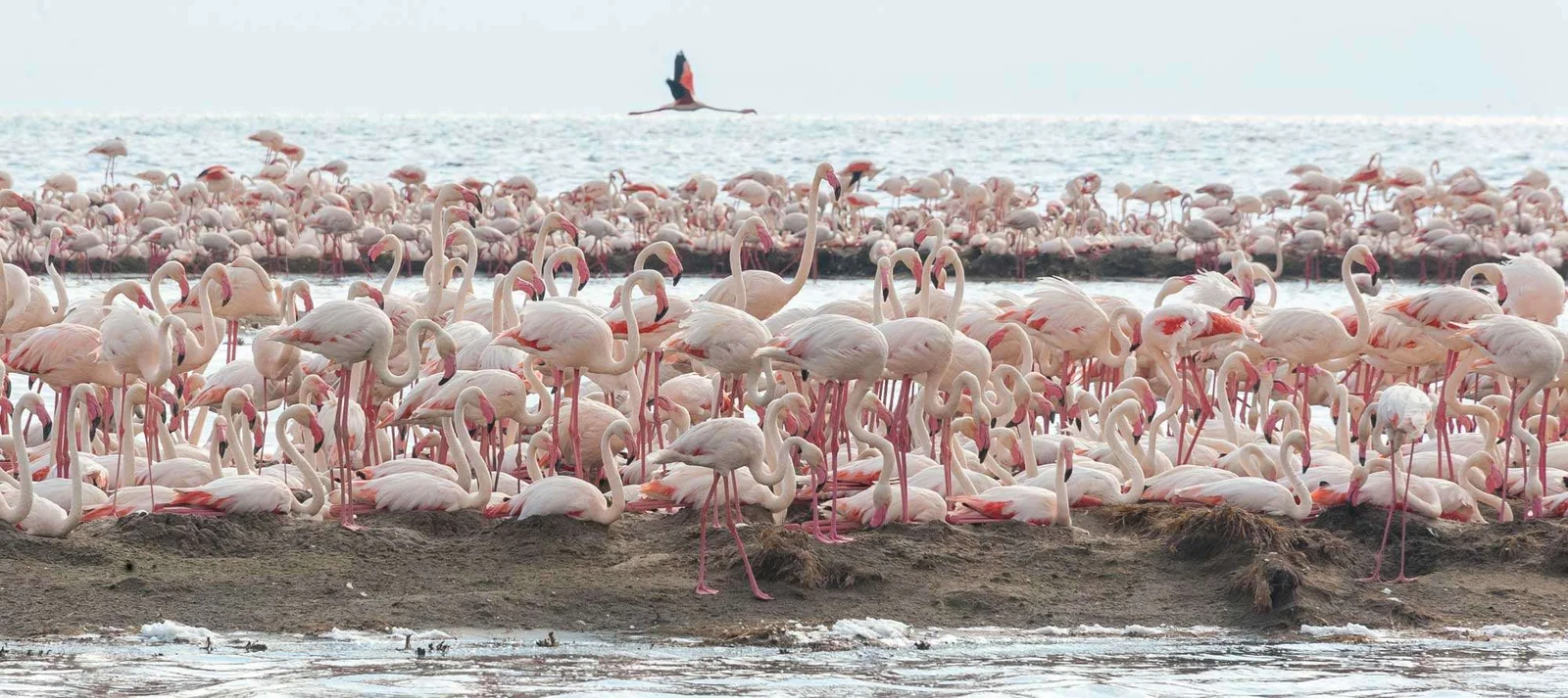 Colonie de nidification de flamants sur les étendues de soude lointaines, vue au téléobjectif