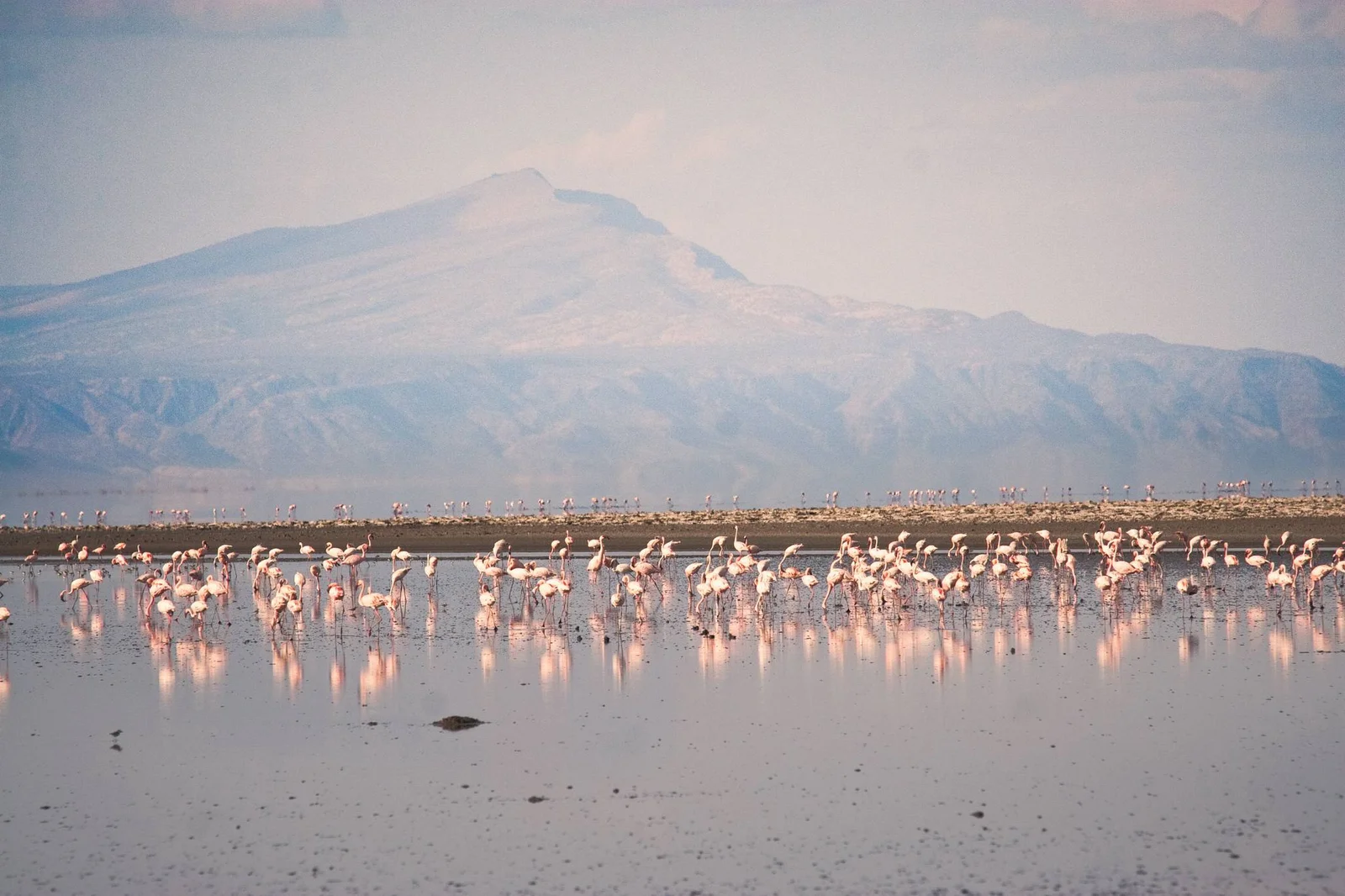 Dépôts de soude blancs sur la marge asséchée du lac, avec des empreintes de flamants dans la croûte