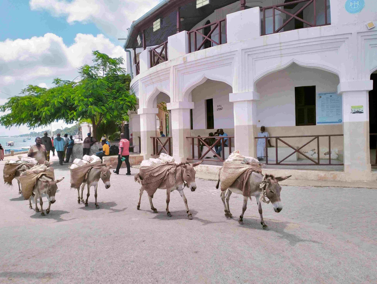 Enge Gasse in Lamu mit einem Esel, der Mangrovenstangen zu einer Baustelle trägt