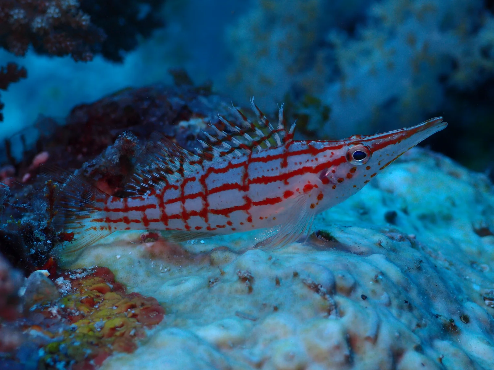 Buntes Korallenriff voller tropischer Fische in den flachen Gewässern der Chole Bay, Mafia Island Marine Park