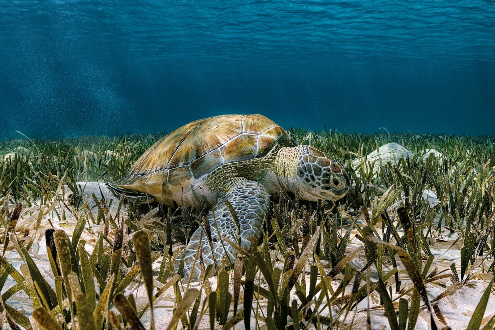 Suppenschildkröte schwimmt über eine Seegraswiese in den flachen Gewässern der Chole Bay, Mafia Island