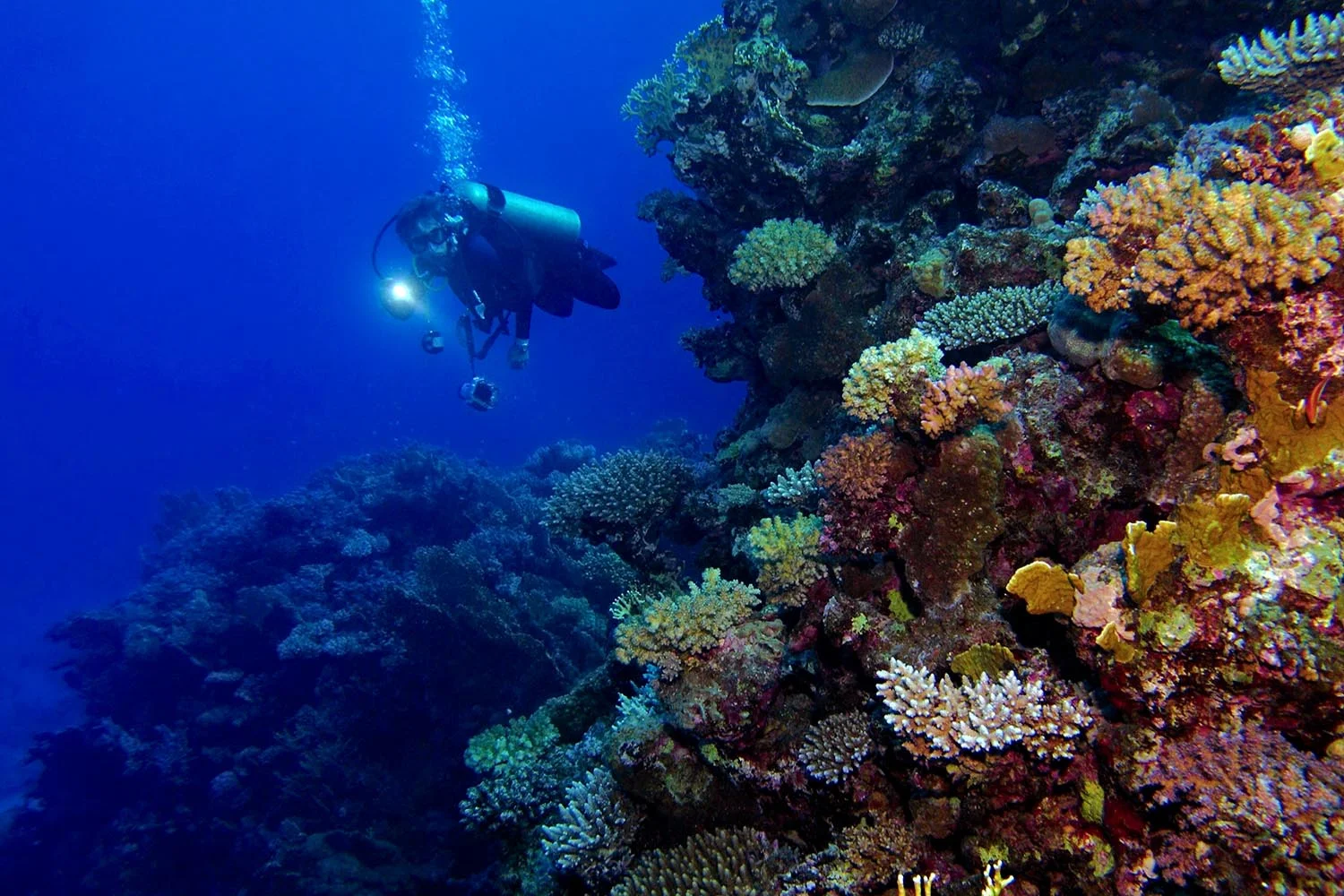 Ranger des Meeresparks überwacht die Gesundheit des Korallenriffs im Mafia Island Marine Park