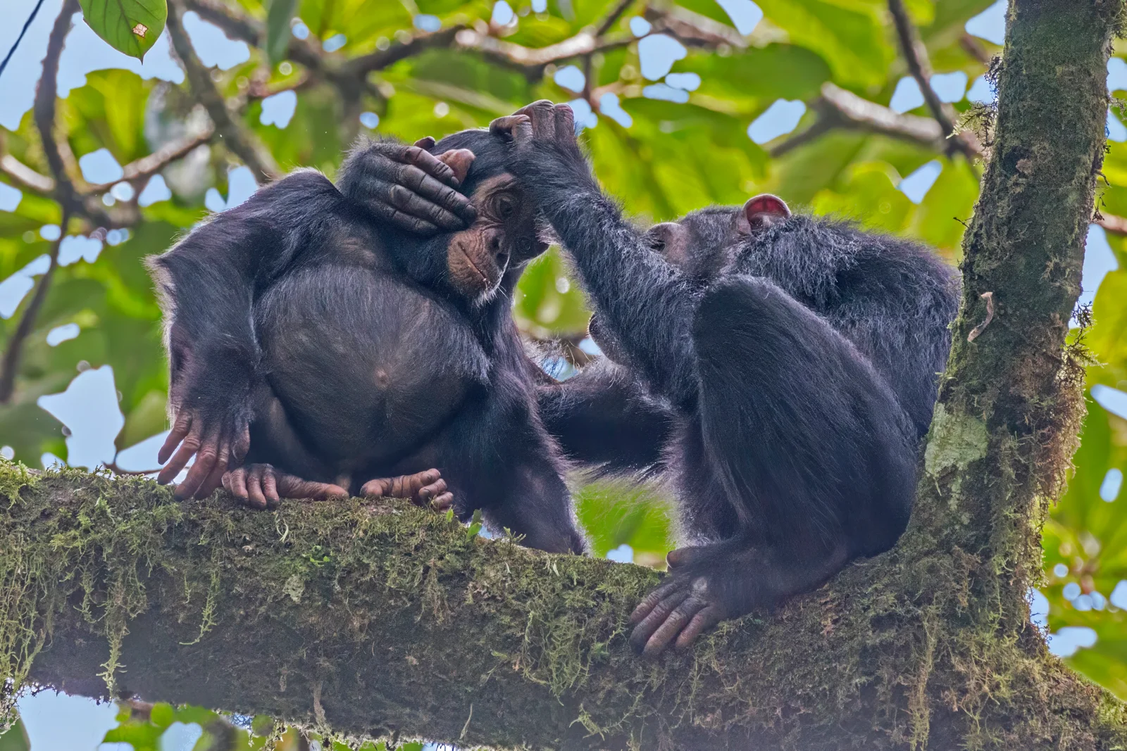 Une mère chimpanzé épouillant son petit dans la canopée forestière de Mahale