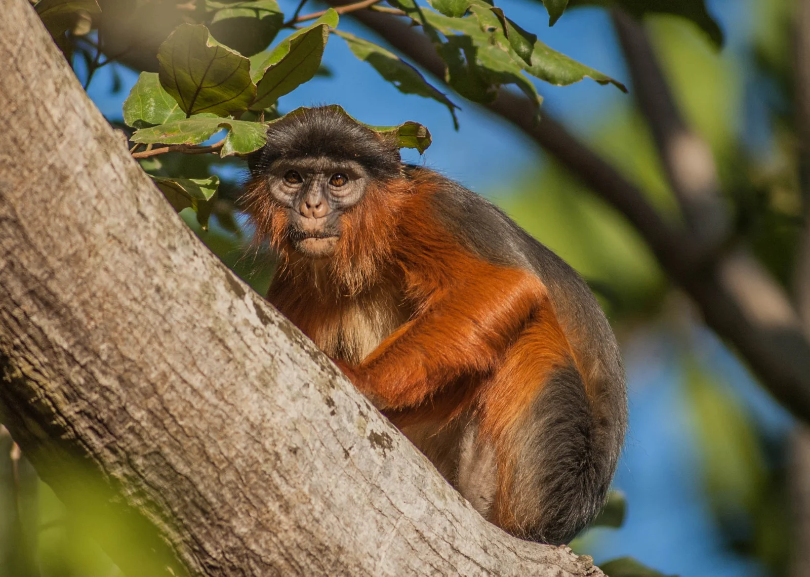 Des colobes bais bondissant entre les branches, haut dans la forêt tropicale