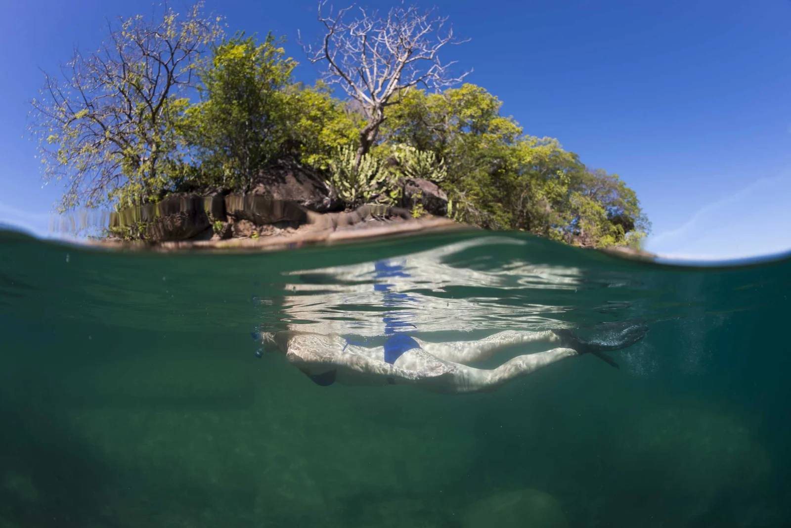 Plongée en apnée dans les hauts-fonds cristallins du lac Tanganyika, avec des cichlidés colorés visibles en dessous