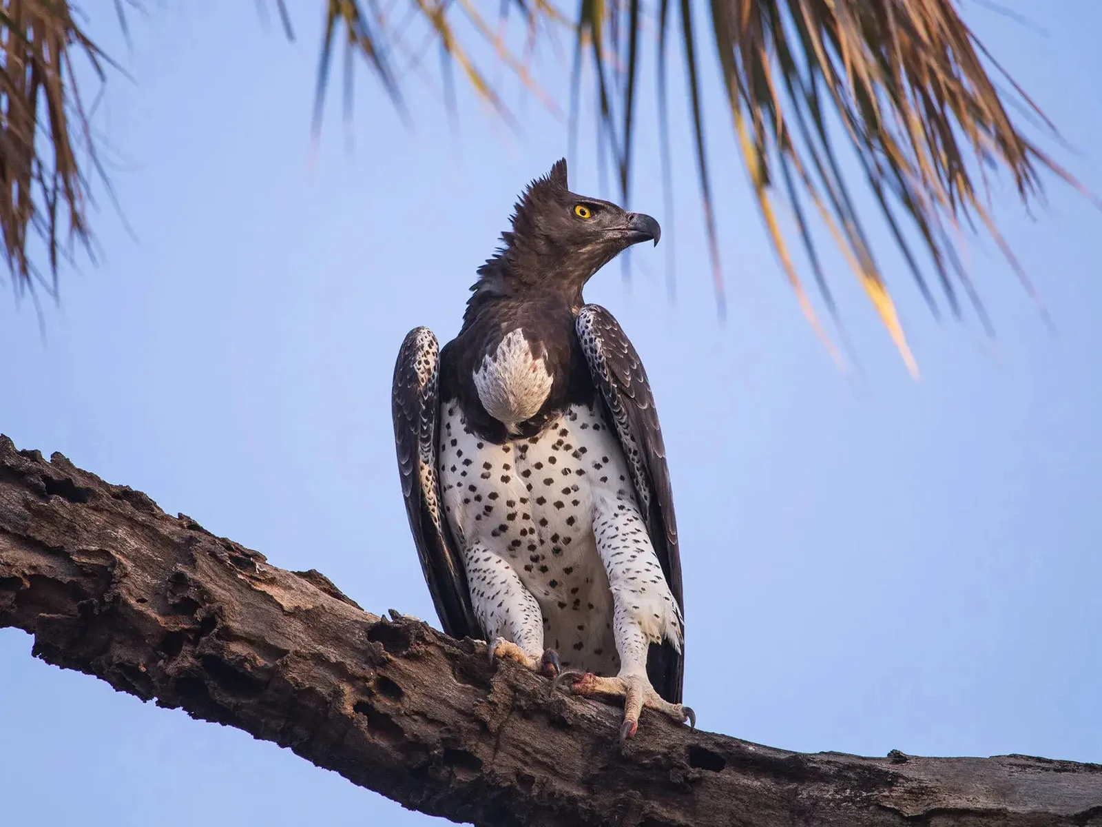 Un aigle couronné planant au-dessus de la canopée forestière à Mahale