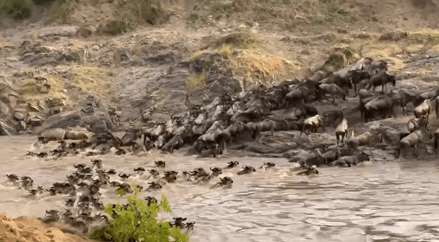 Mandria di gnu che si avvicina alla sponda del fiume Mara con coccodrilli visibili nell'acqua