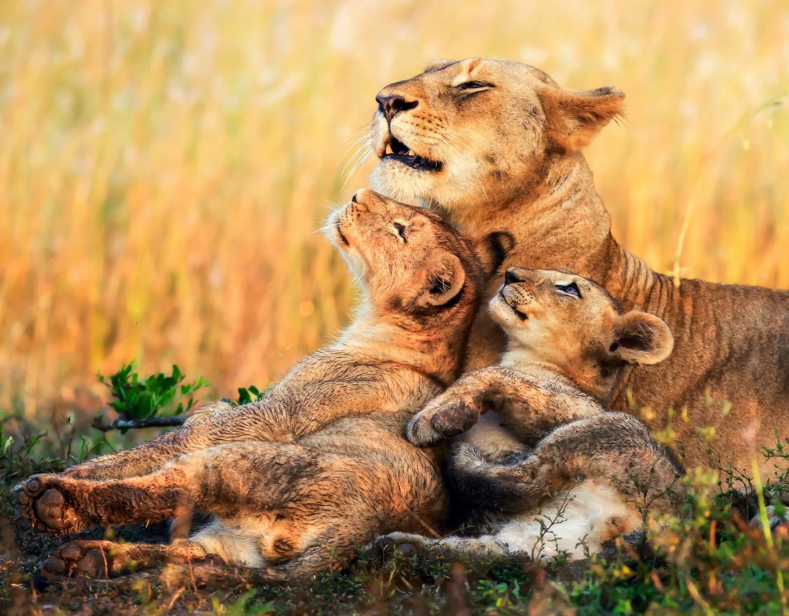 Leonessa del Marsh Pride con cuccioli su un kopje all'alba, nell'erba della stagione secca