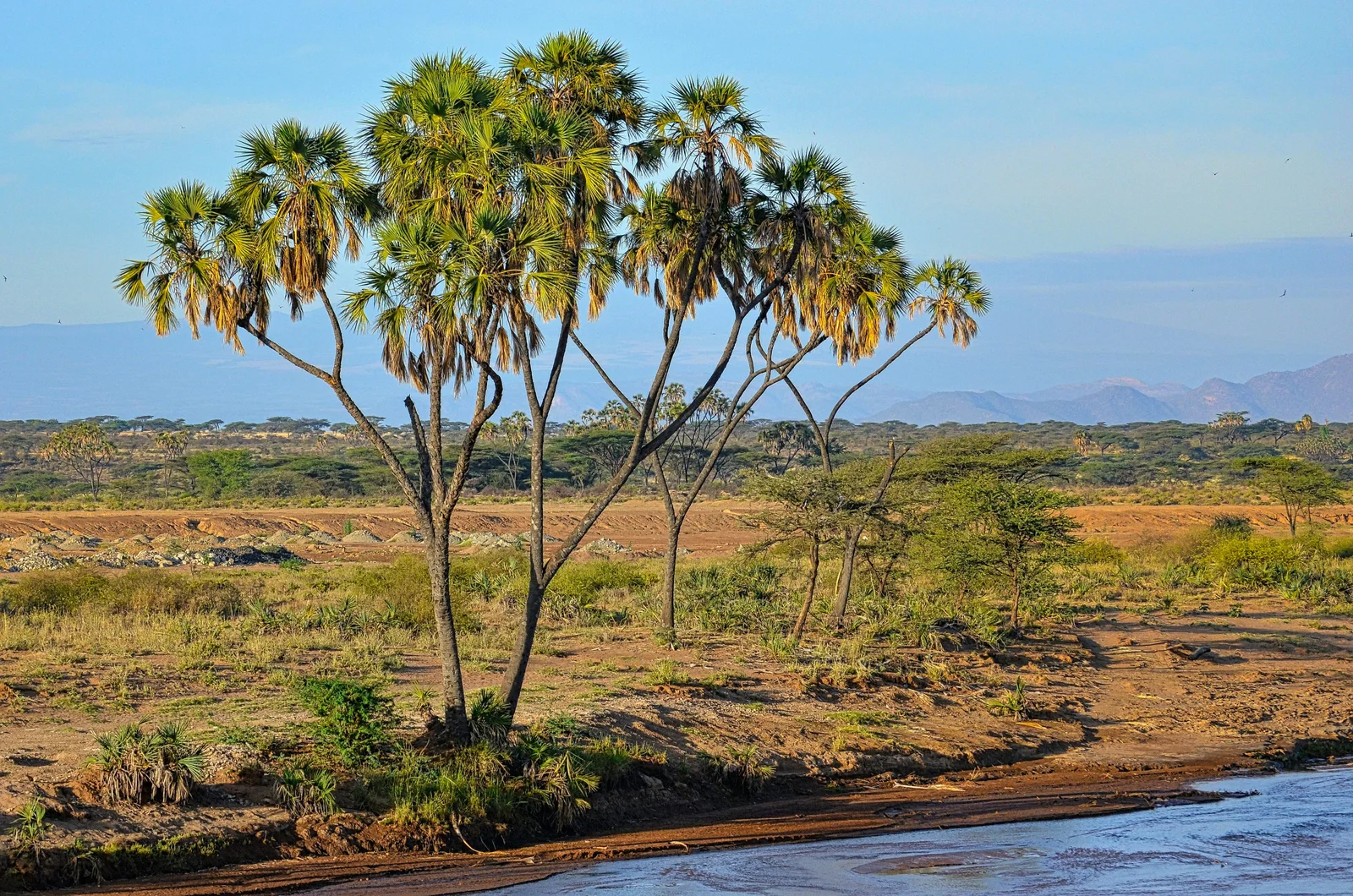Des palmiers doum le long de la rivière Rojewero, avec des éléphants s'abreuvant au crépuscule — le paysage emblématique de Meru, alliant forêt de palmiers et savane
