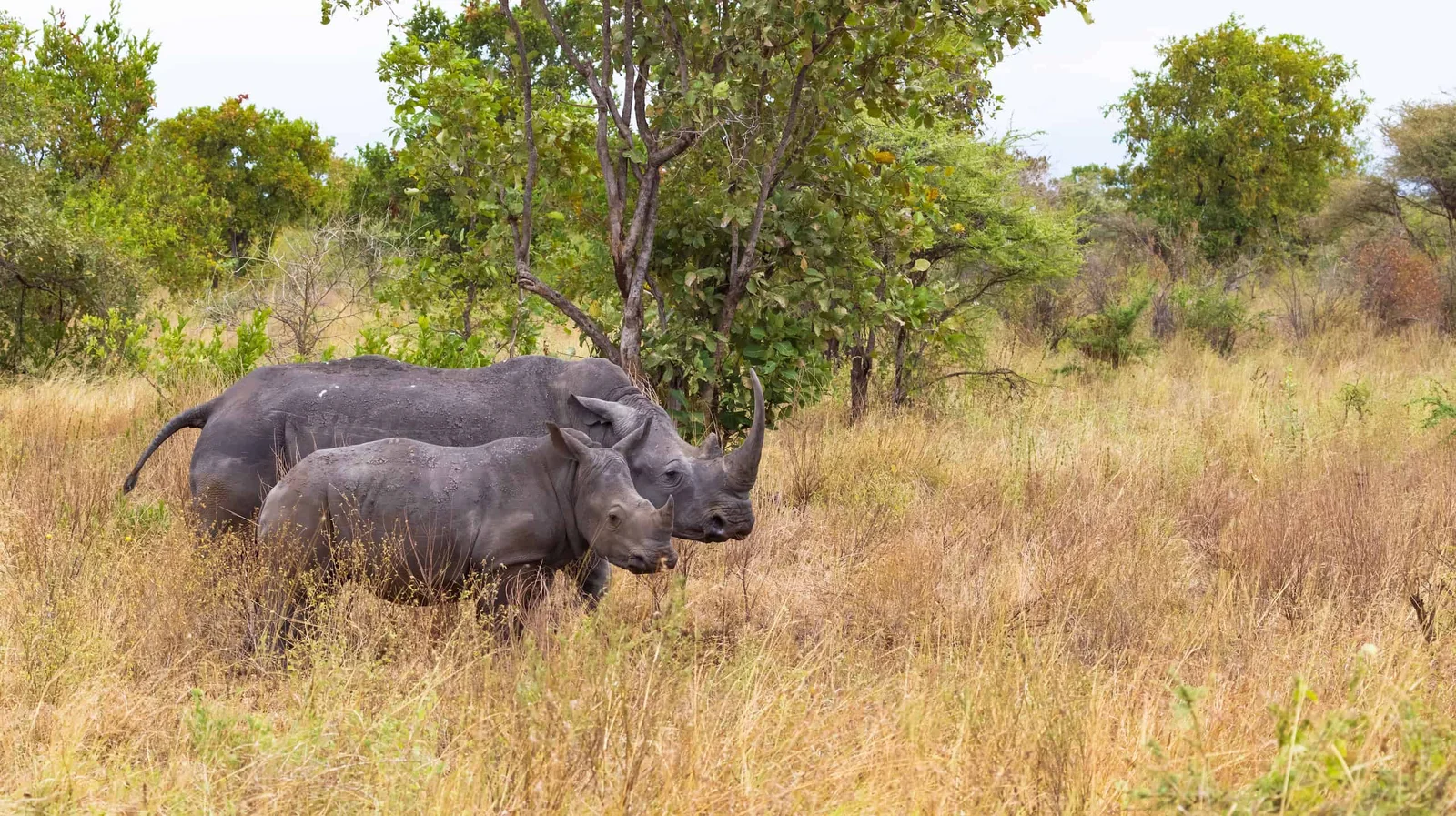 Un rhinocéros noir et son petit à l'intérieur du sanctuaire clôturé de 80 km², près de Murera Gate — le grand retour de la conservation à Meru