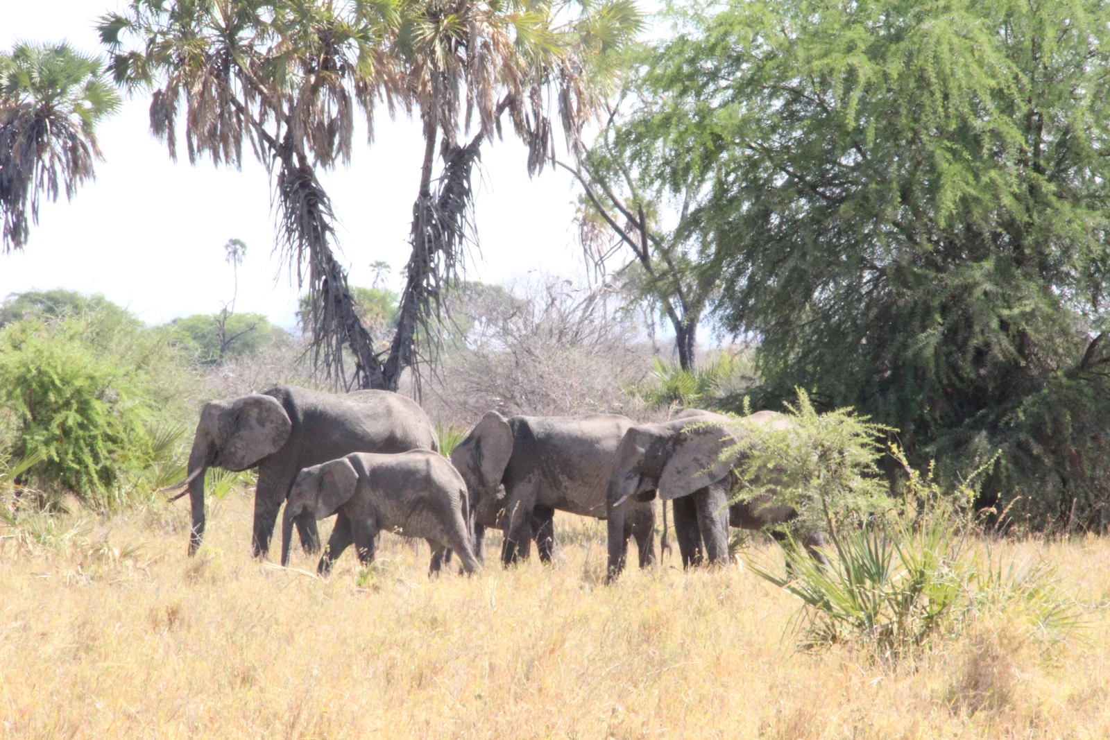 Rassemblement d'éléphants en saison sèche au marais de Mulika, fin août — la zone humide de l'ouest de Meru est l'aimant à faune des mois secs, attirant des troupeaux de plusieurs centaines d'éléphants et un troupeau de buffles fort de mille têtes.