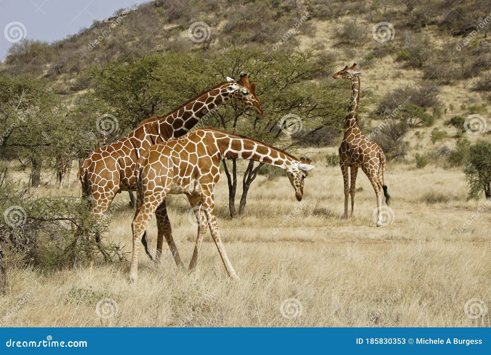 Une girafe réticulée broutant des palmes de doum en bordure du corridor de la Rojewero — la sous-espèce de girafe du nord du Kenya photographiée dans l'habitat de palmiers qui définit l'identité visuelle de Meru.