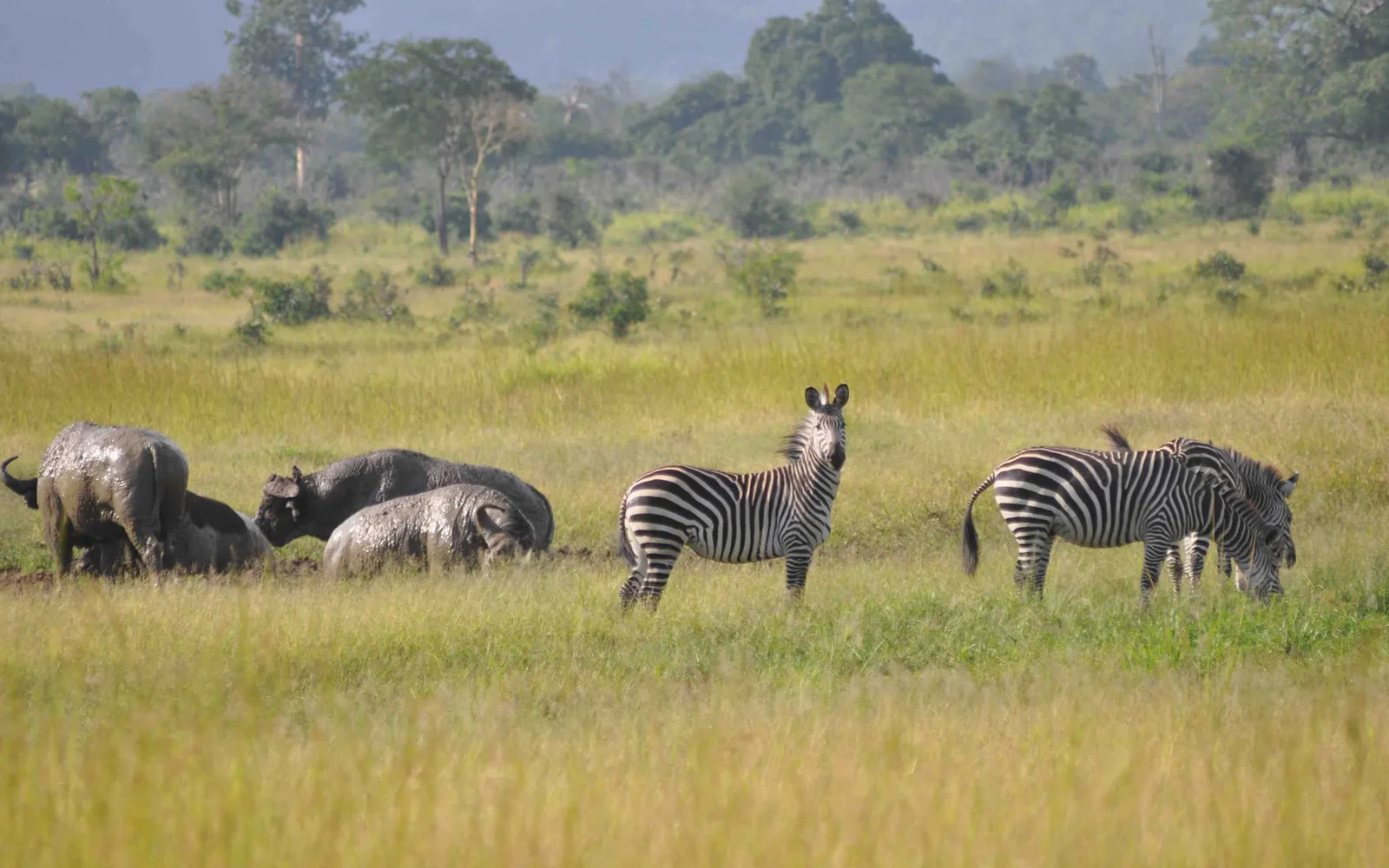 Panoramablick auf die Mkata Floodplain bei Sonnenaufgang mit Elefanten und Zebras vor der Silhouette der Uluguru-Berge