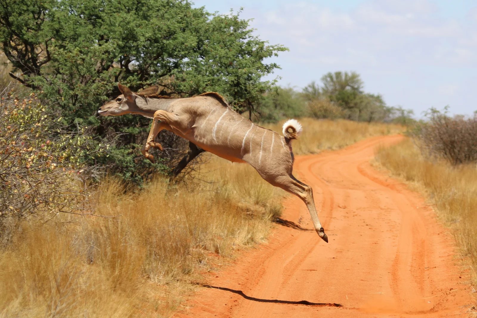 Großer Kudu mit Spiralhörnern rastet am Waldrand
