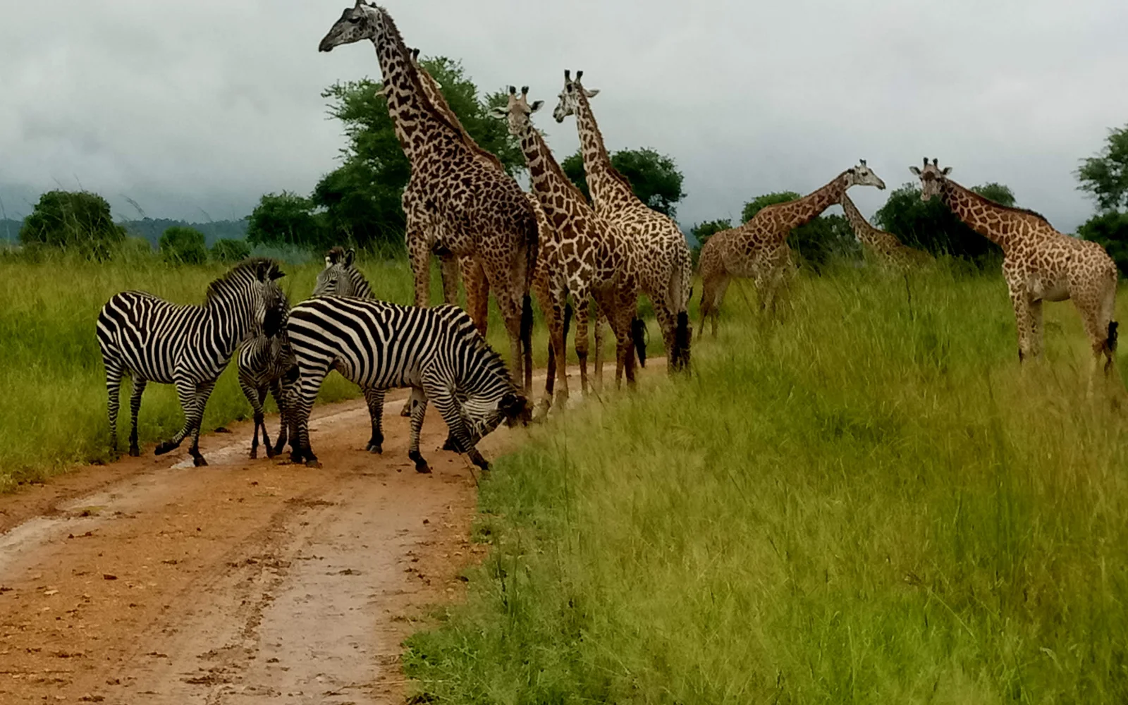 Safarifahrzeug hält auf der Pirschfahrt-Route der Mkata Floodplain, davor überquert eine Elefantenherde die Strecke, im Hintergrund Baobabs am Horizont