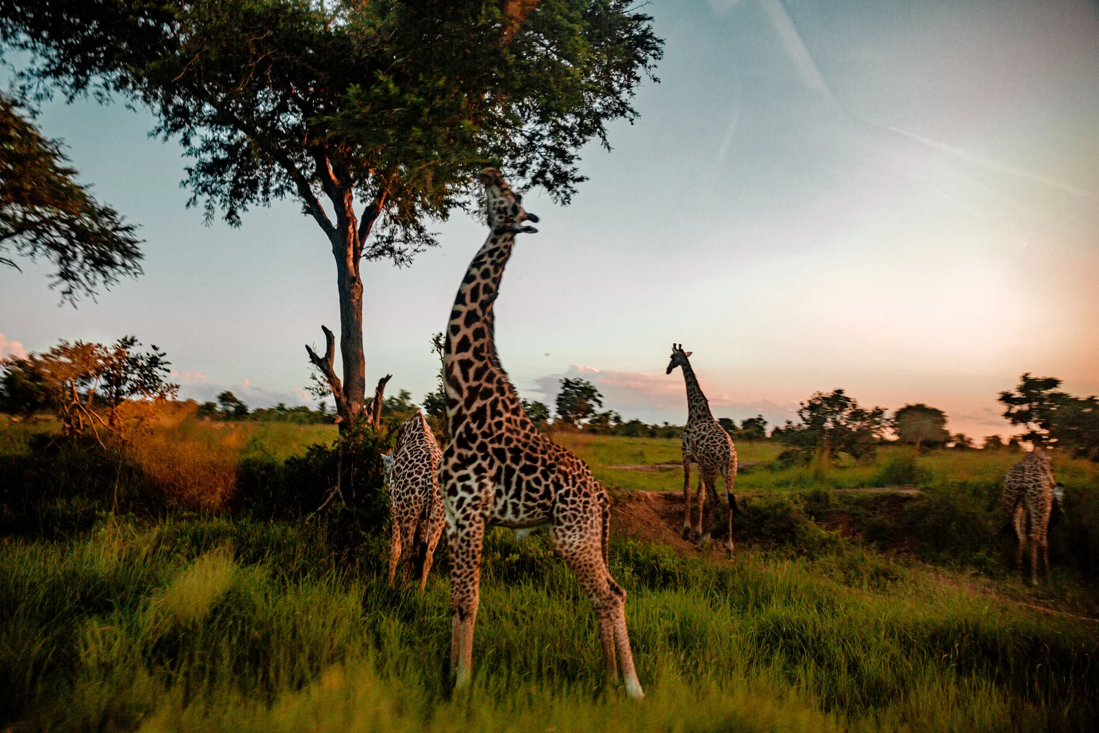 Giraffe als Silhouette vor einem mächtigen Baobab bei Sonnenuntergang auf der Floodplain von Mikumi