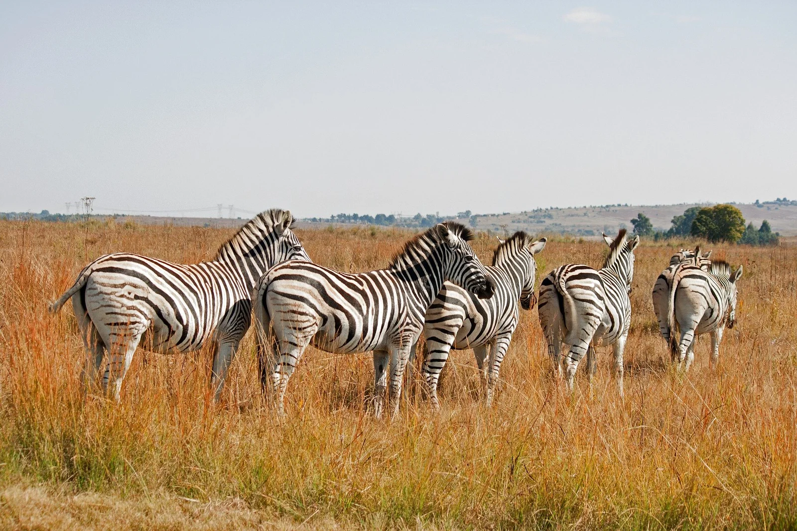Zebras und Gnus grasen neben der asphaltierten Straße durch Mikumi