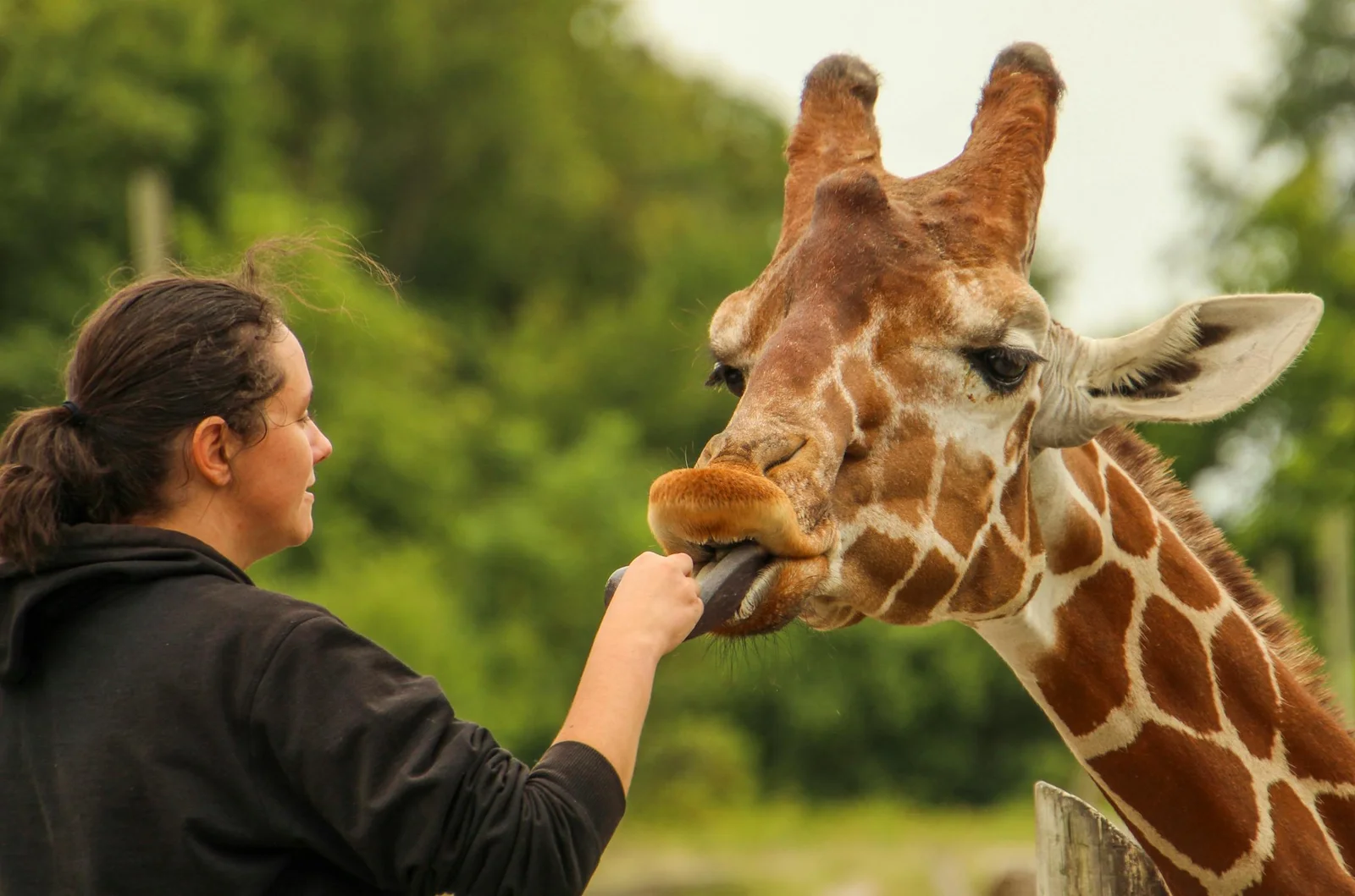 Una giraffa nutrita a mano dalla passerella rialzata dell'Haller Park, con sullo sfondo visibile la riqualificazione della cava della Bamburi Cement