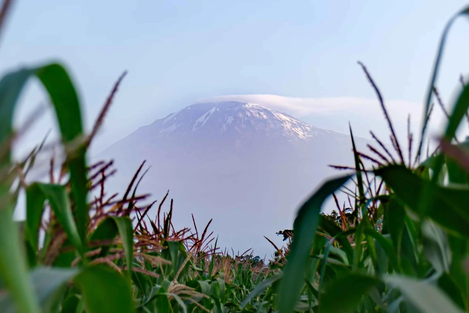 Le sommet englacé du Kibo, sur le Mount Kilimanjaro, s'élevant au-dessus des toits de Moshi au lever du soleil, avec des jacarandas au premier plan