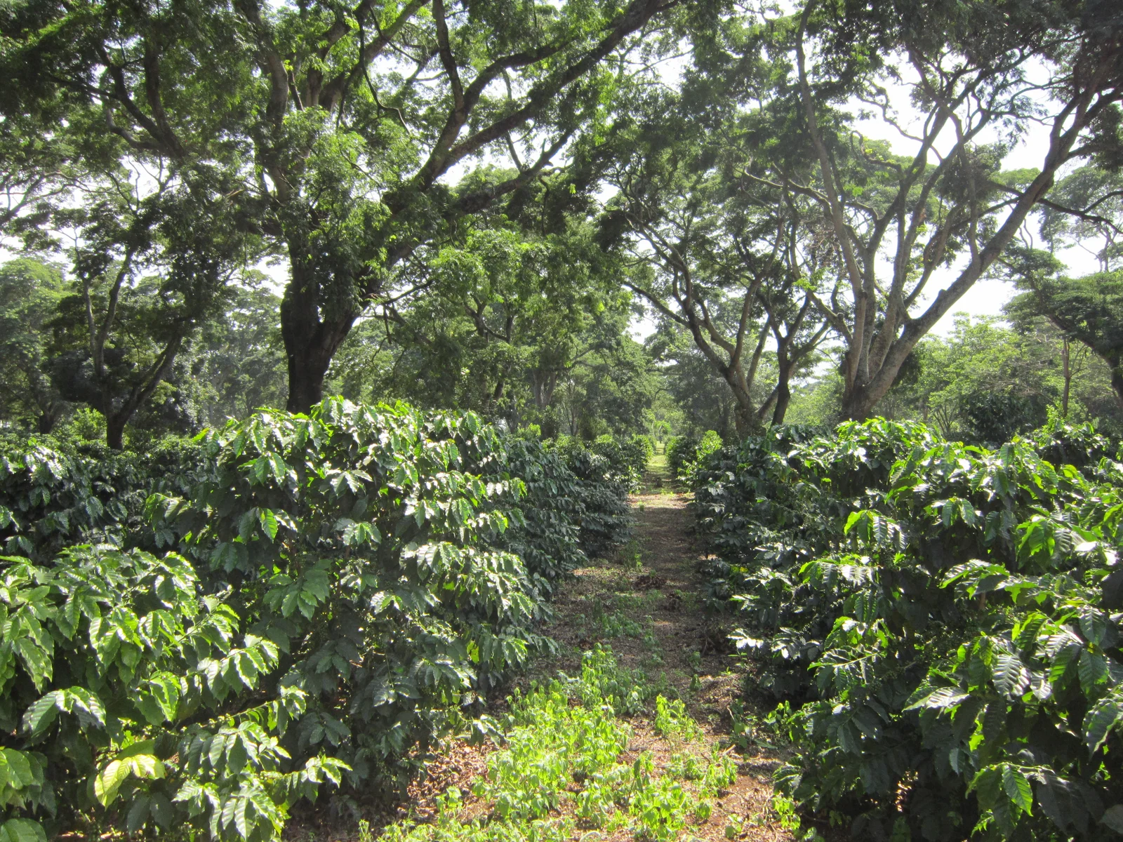 Kaffeeplantage in nebliger Grüne-Saison-Stimmung an den unteren Hängen des Kilimanjaro, Regenwolken umhüllen den Berg