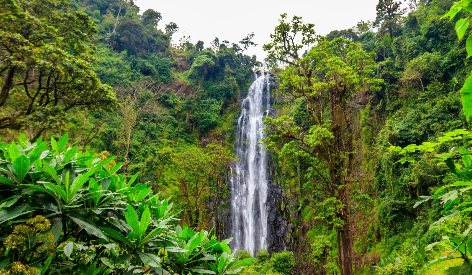 Der 70 Meter hohe Materuni-Wasserfall stürzt durch Chagga-Kaffee- und Bananenplantagen