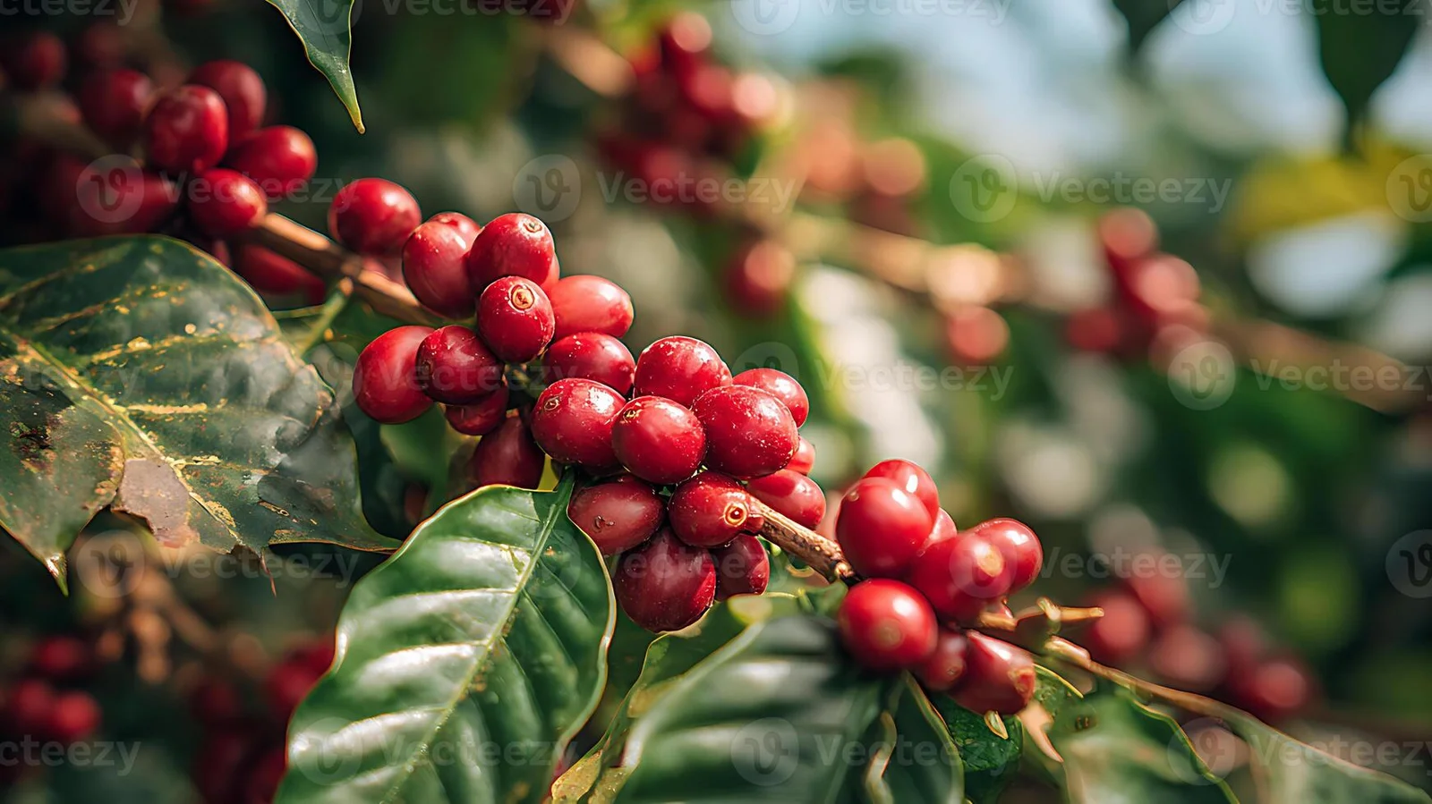 Cerises de café rouges et mûres sur un caféier arabica dans une petite ferme familiale chagga, sur les pentes au-dessus de Moshi