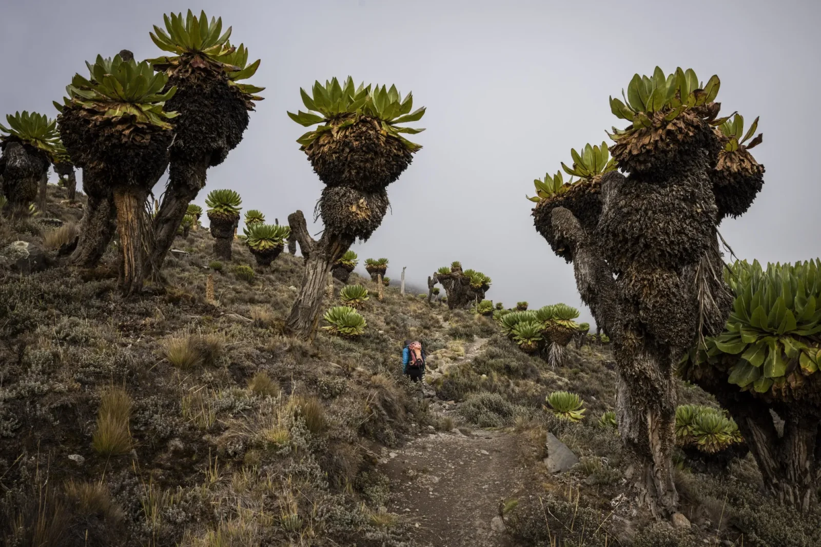 Riesenlobelien und Senecio in der afroalpinen Zone oberhalb von 3.800 m, im Hintergrund die Reste des Lewis-Gletschers