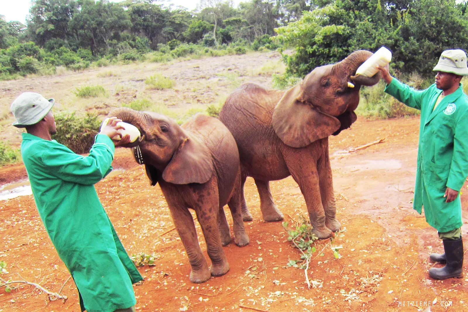 Die Sheldrick-Trust-Aufzuchtstation in Nairobi — tägliches Besuchsfenster 11:00–12:00 Uhr
