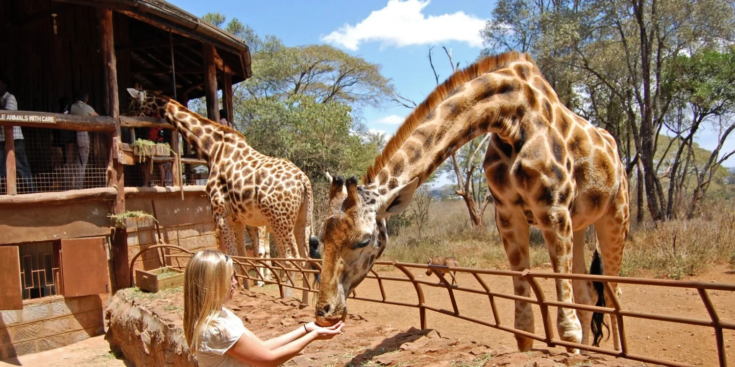 Giraffe Centre — Handfütterung gefährdeter Rothschild-Giraffen von der erhöhten Plattform aus