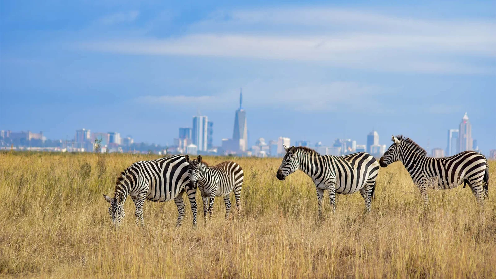 Nairobi-Nationalpark — Löwen, Nashörner, Giraffen und über 400 Vogelarten auf 117 km² echter Savanne mitten in einer Hauptstadt