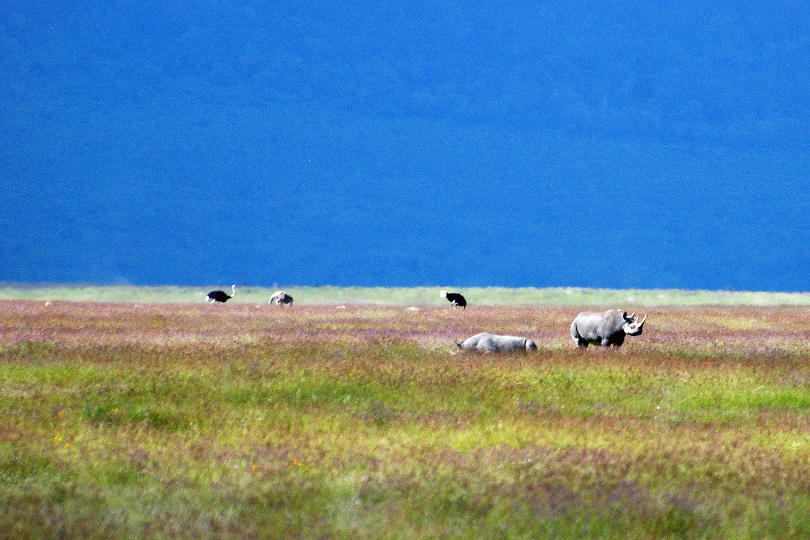Rinoceronte negro pastando en los pastizales abiertos del fondo del cráter del Ngorongoro, con la pared del cráter alzándose al fondo