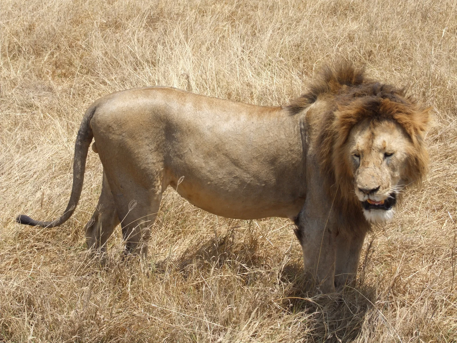 León macho de melena oscura descansando en los pastizales del cráter del Ngorongoro