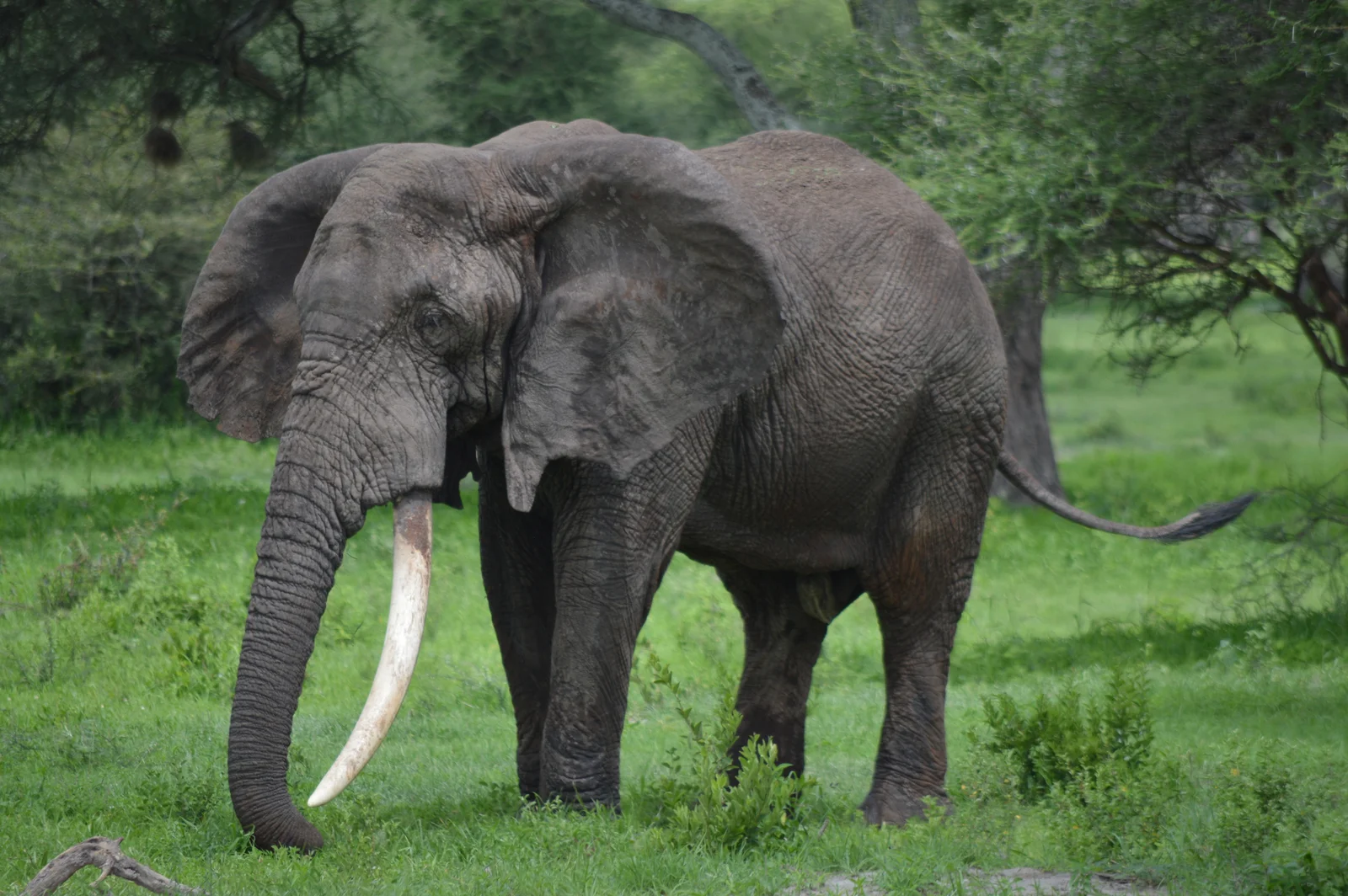 Elefante macho viejo con colmillos enormes cerca del Lerai Forest