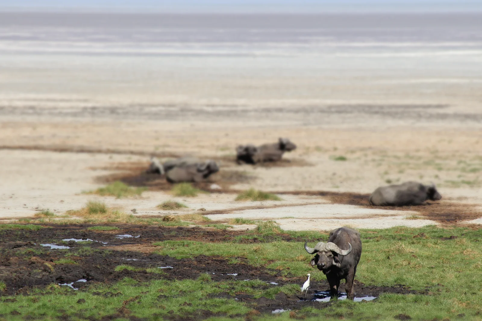 Manada de búfalos cafre cruzando el fondo del cráter con flamencos visibles en el lago Magadi al fondo
