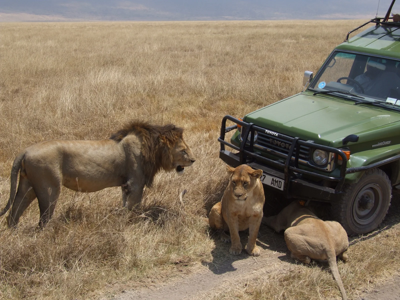 Fotógrafo disparando desde el techo elevable de un vehículo de safari en el fondo del cráter del Ngorongoro durante la hora dorada