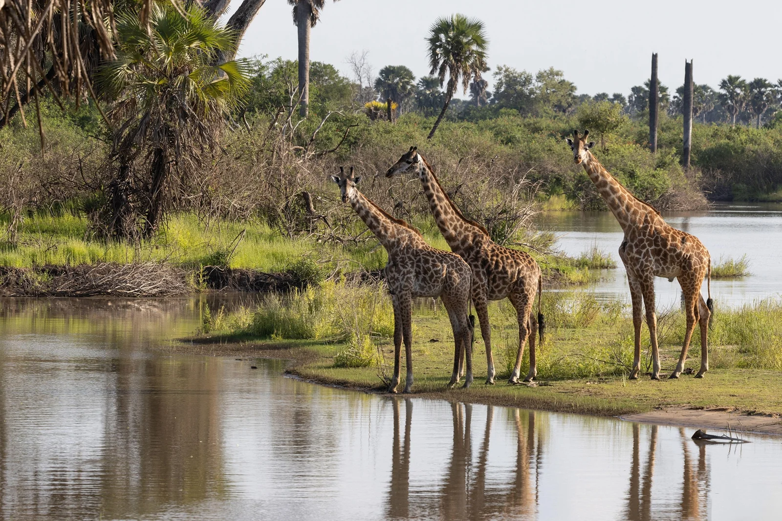 Vista aerea del sistema del fiume Rufiji che serpeggia attraverso la vasta foresta di miombo del Nyerere National Park