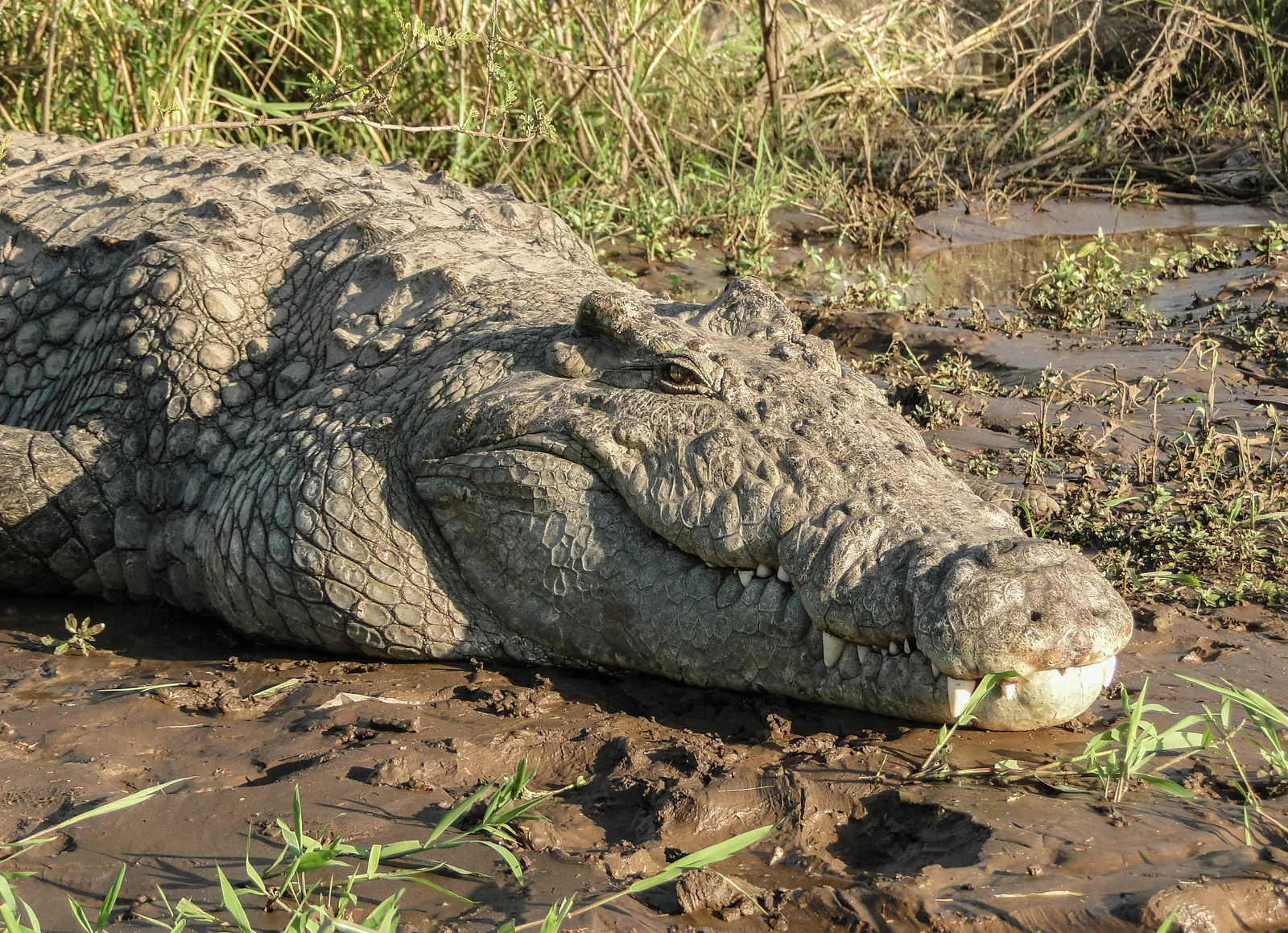 Un coccodrillo del Nilo che si crogiola su un banco di sabbia del fiume Rufiji