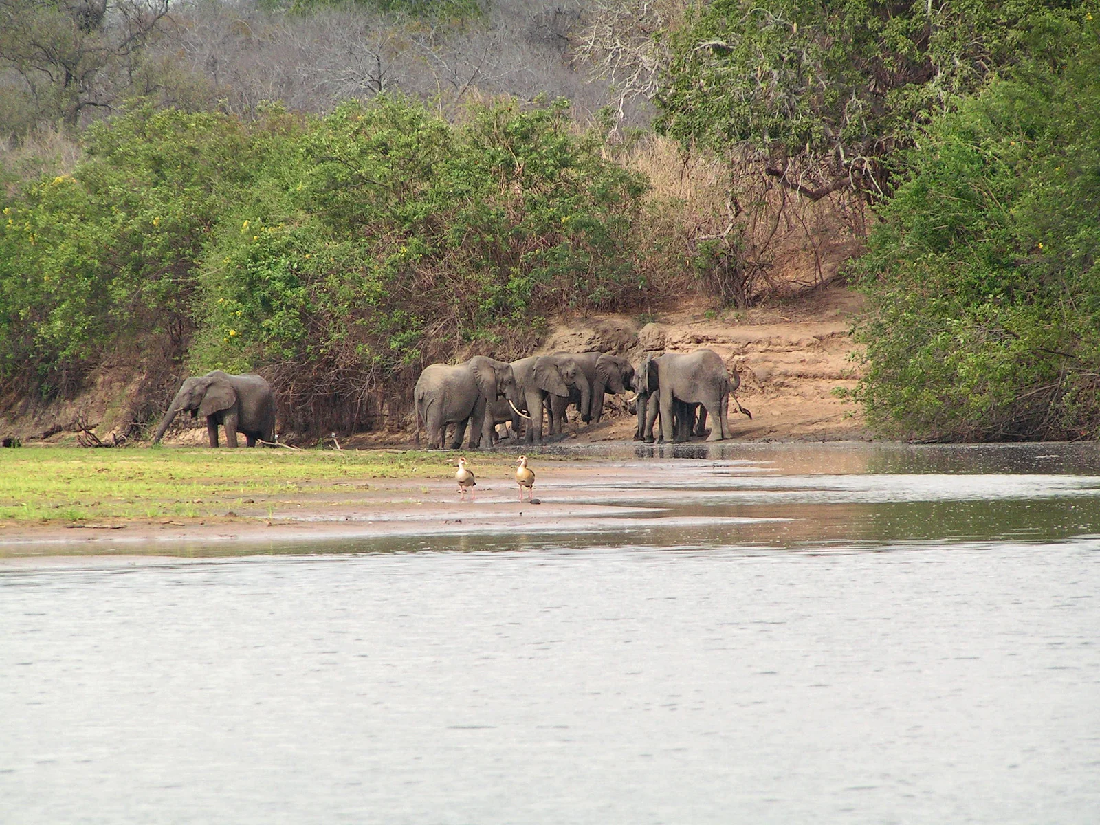 Una mandria di elefanti che attraversa il fiume Rufiji in un punto poco profondo