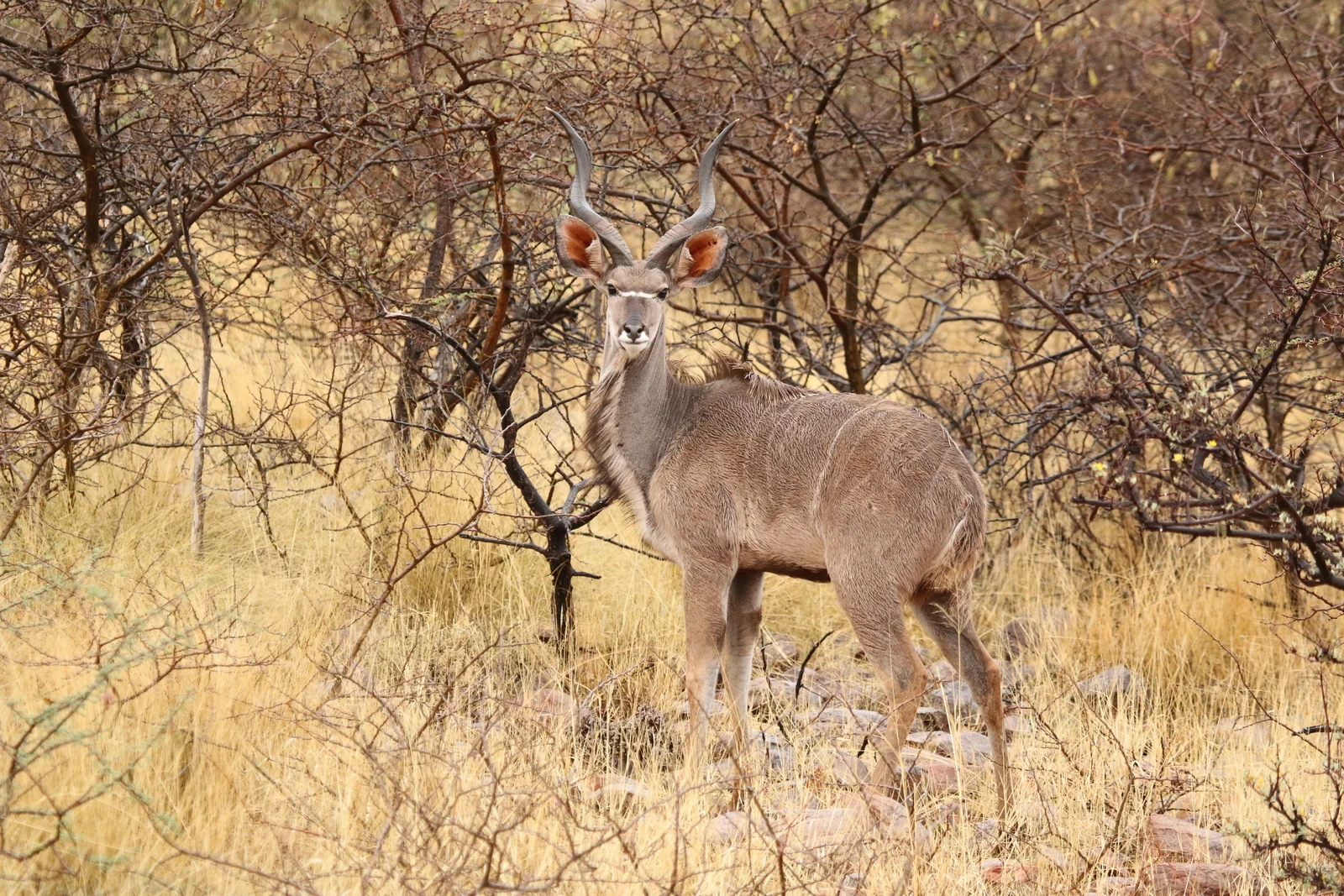 Un maschio di grande kudu in allerta nella foresta di miombo del Nyerere, con le corna a spirale che catturano la luce screziata