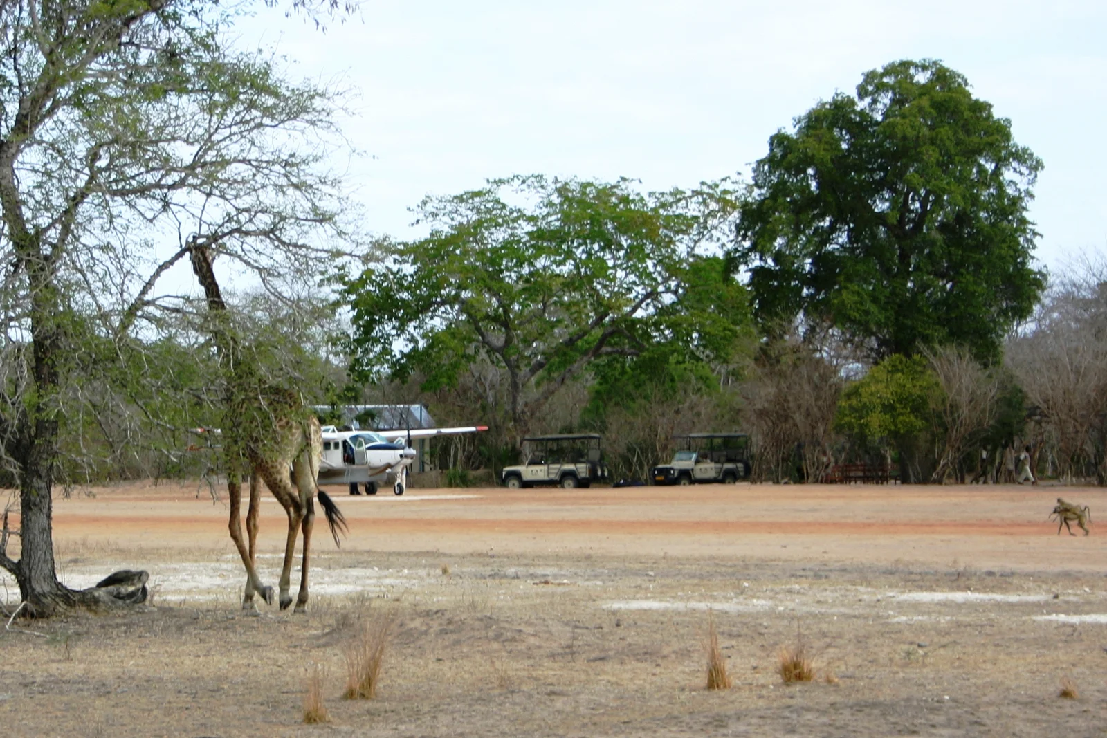 Un aereo bush che atterra su una pista erbosa all'interno del Nyerere National Park