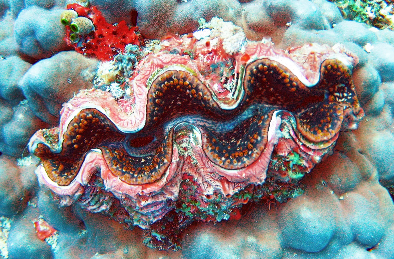 Plongeur en apnée au-dessus d'un récif corallien peu profond et vibrant de couleurs à Misali Island