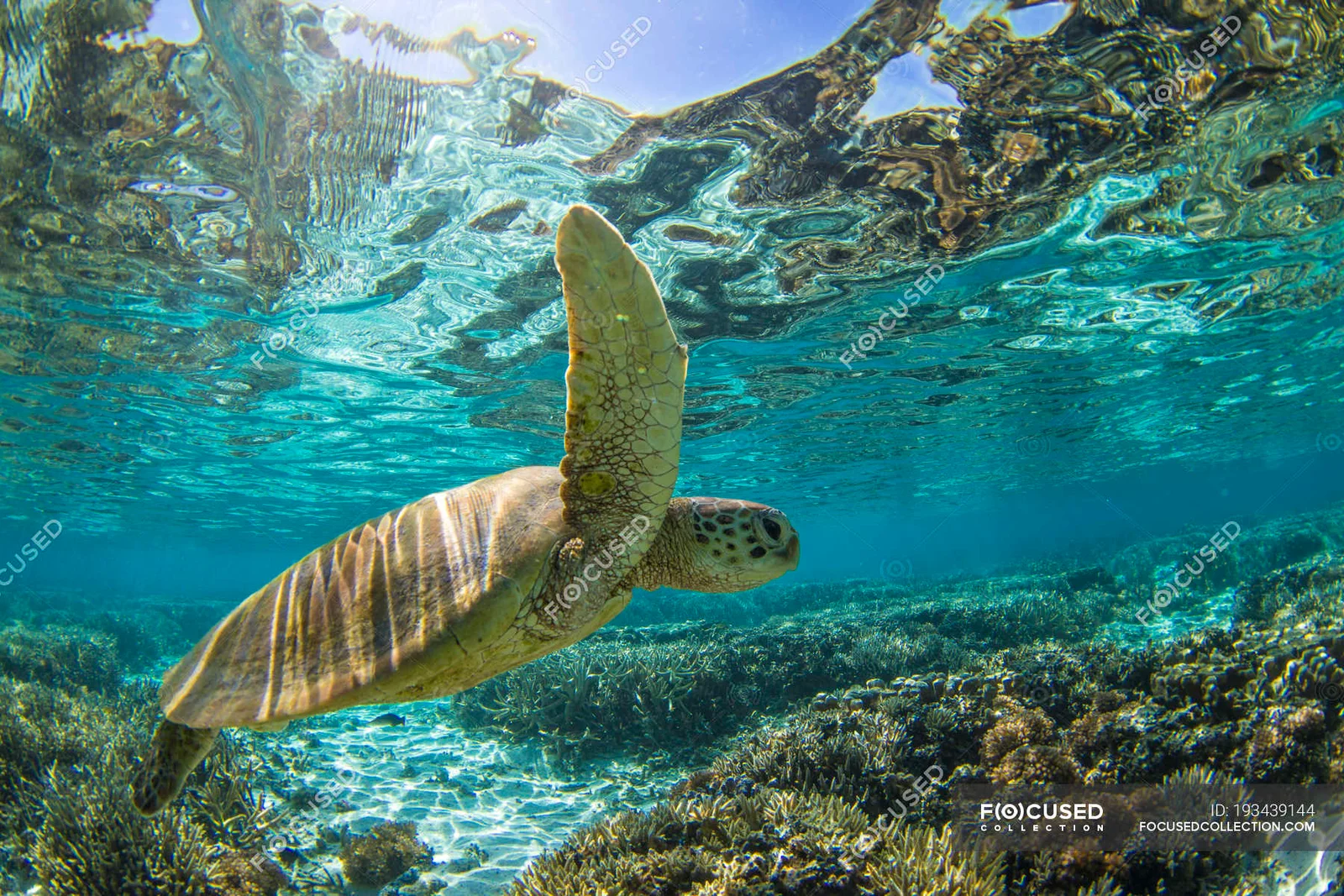 Tortue imbriquée nageant au-dessus du récif dans le sanctuaire marin de Misali Island