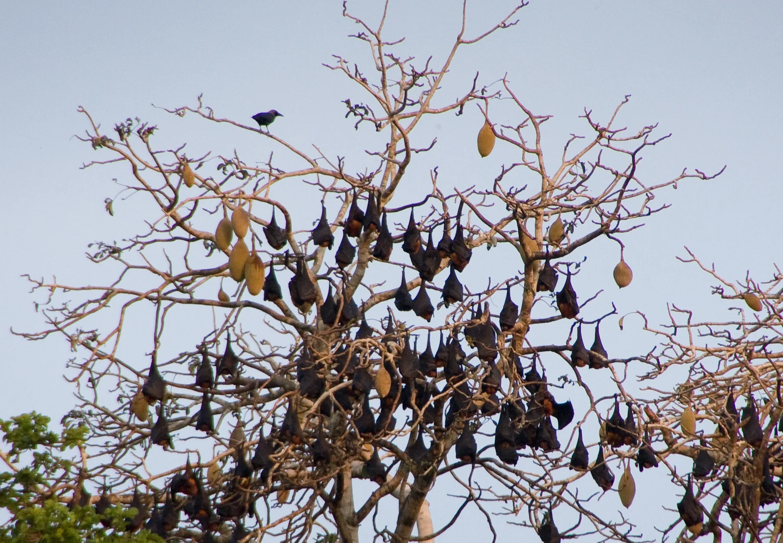 Colonie de roussettes de Pemba s'envolant au crépuscule depuis la cime des arbres de Ngezi Forest Reserve