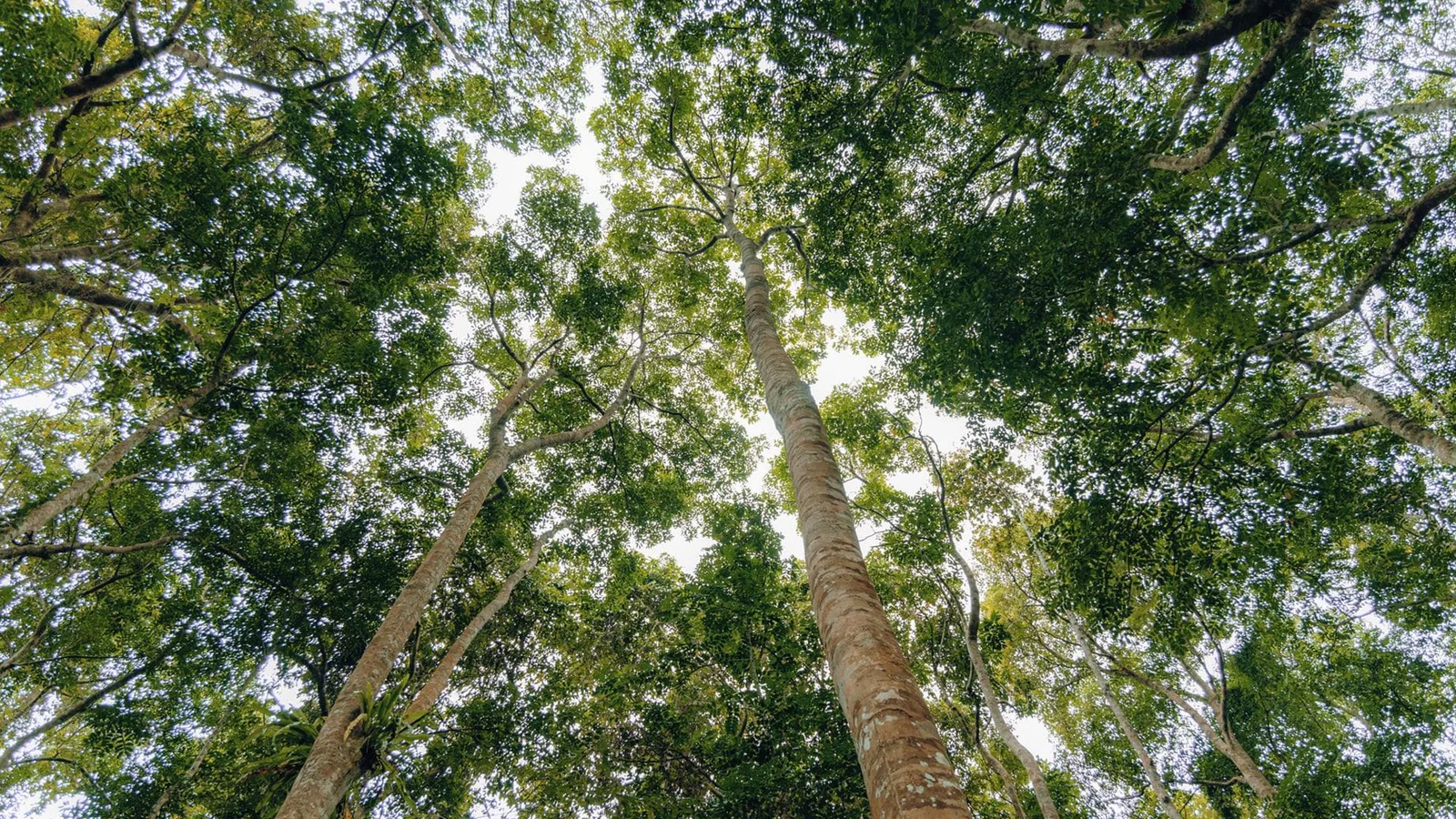 Canopée dense de Ngezi Forest Reserve, sur la péninsule nord de Pemba