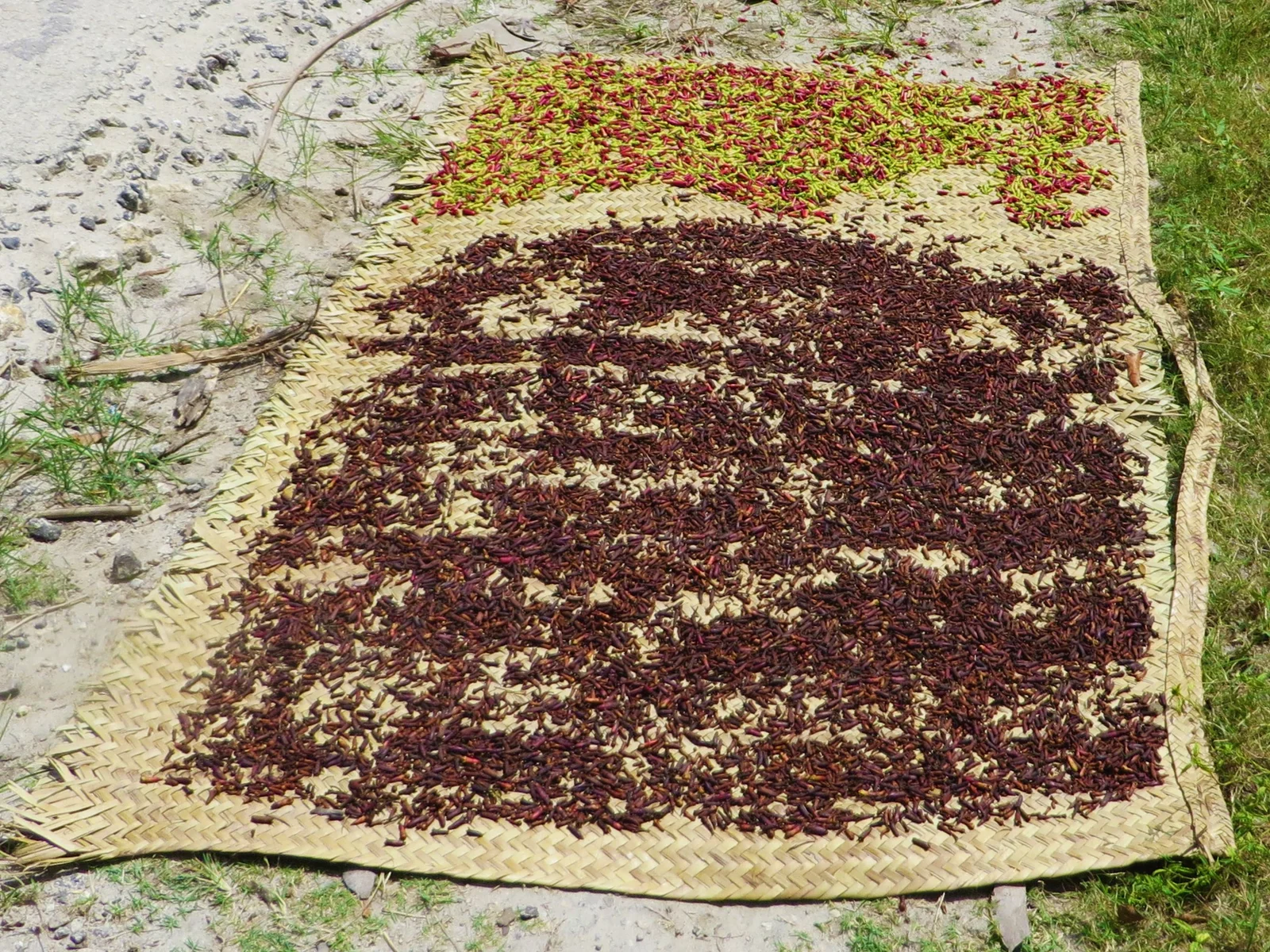 Boutons de girofle étalés sur des nattes tissées séchant au soleil, dans une plantation de l'île de Pemba pendant la saison de récolte