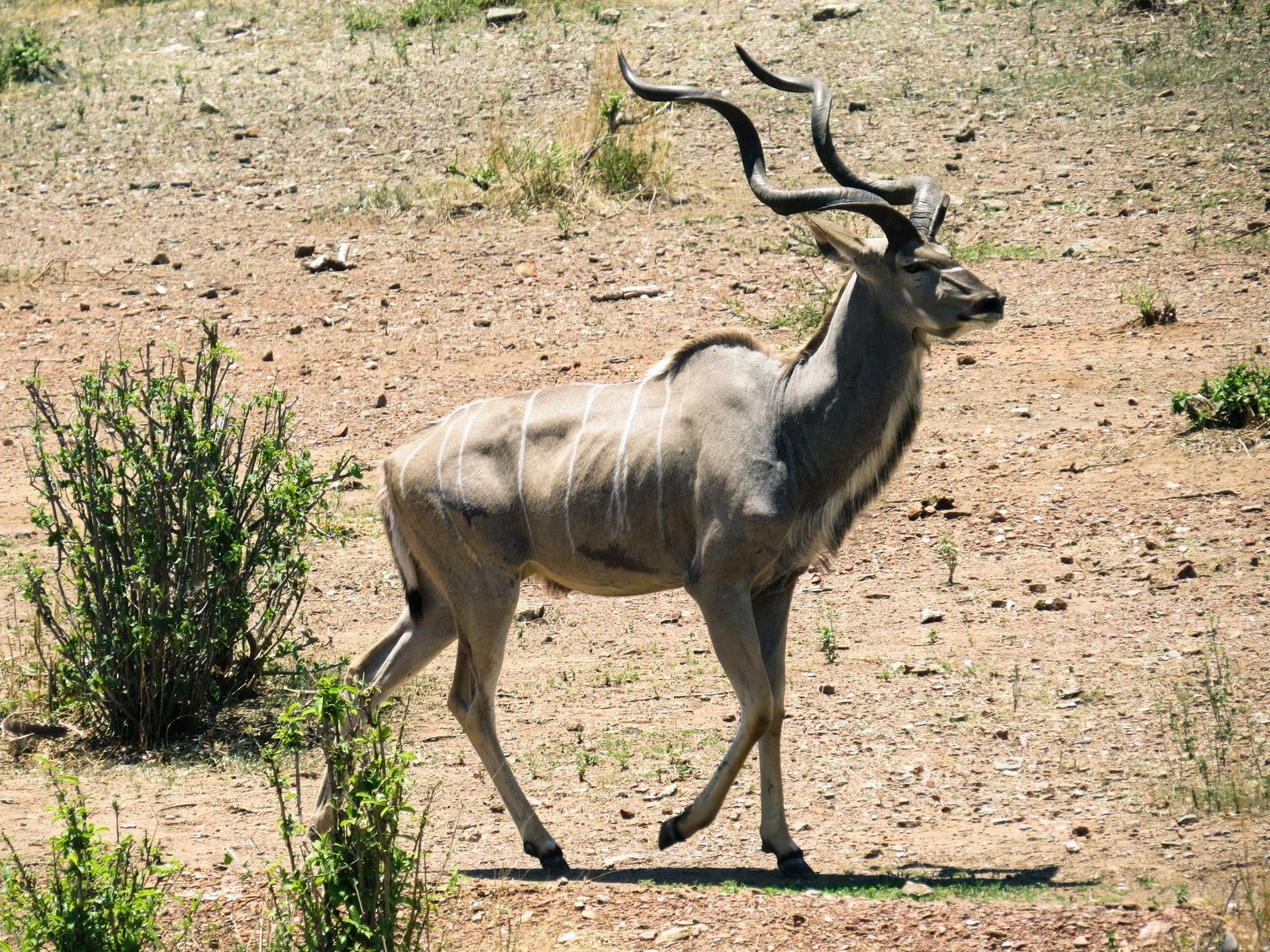 Grand koudou mâle aux cornes en spirale dans le bush rocheux de Ruaha