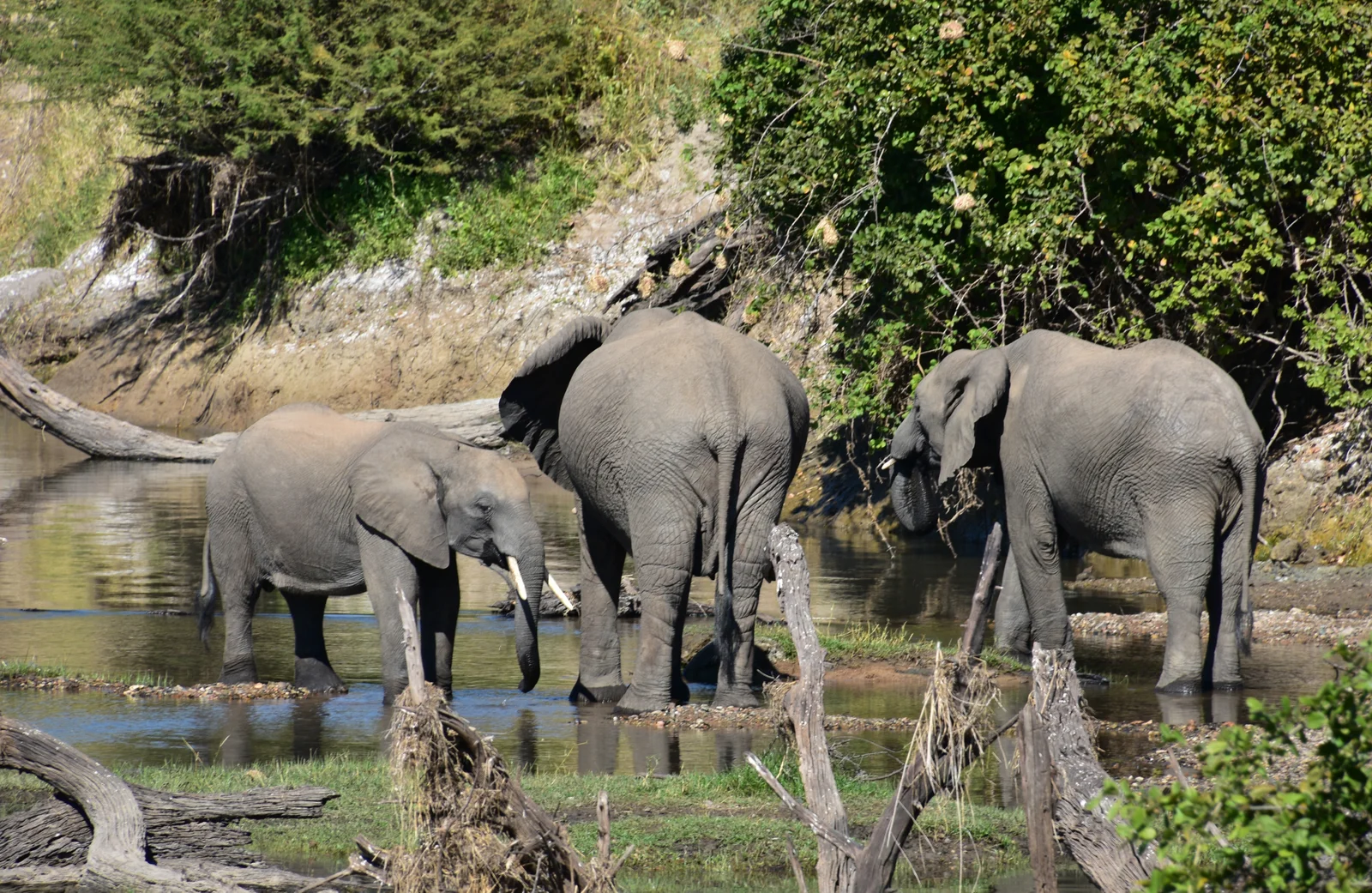 Troupeau d'éléphants creusant pour trouver de l'eau dans le lit asséché de la Ruaha