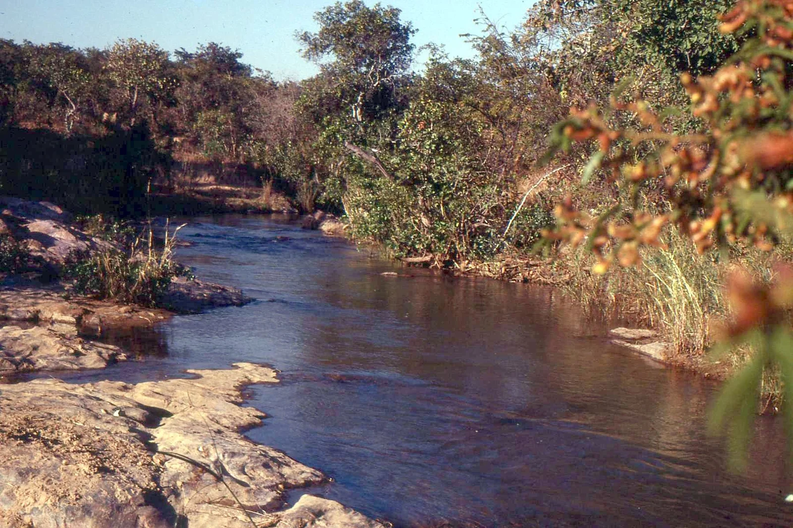 La Great Ruaha River de Ruaha coulant à travers une forêt verdoyante en juin