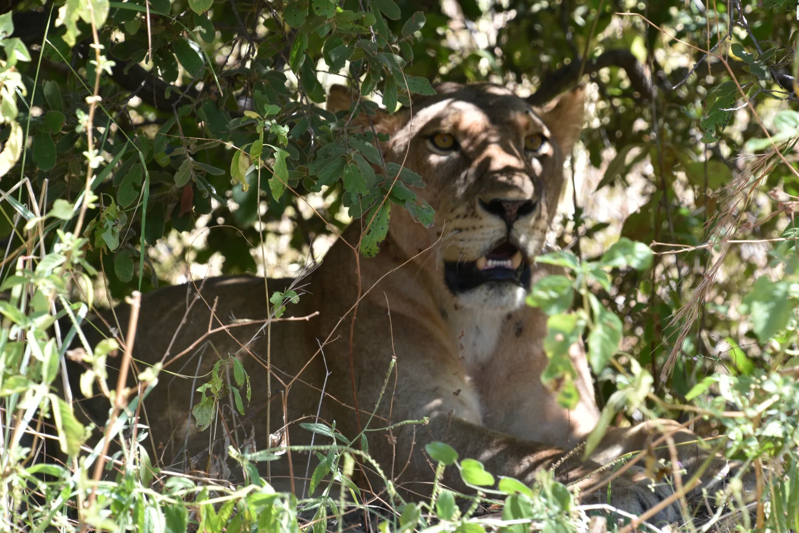 Une pride de lions se reposant à l'ombre d'un baobab géant à Ruaha